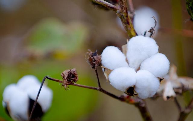 棉花 棉花