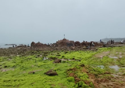 滸苔又來了? 滸苔又來了?