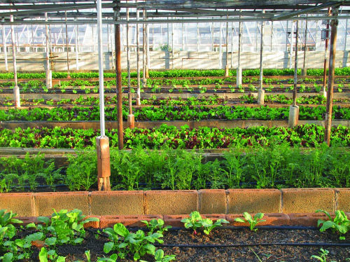 物聯(lián)網(wǎng)技術(shù)對(duì)農(nóng)業(yè)有巨大的影響 物聯(lián)網(wǎng)技術(shù)對(duì)農(nóng)業(yè)有巨大的影響